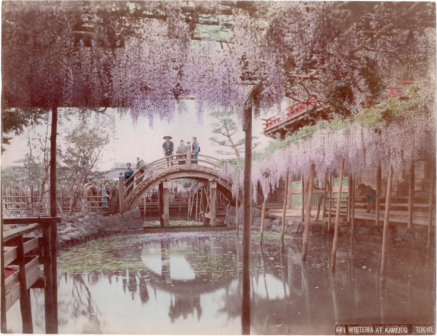 Albumen Photograph: Wisteria at Kameido Tokyo by Kusakabe Kimbei